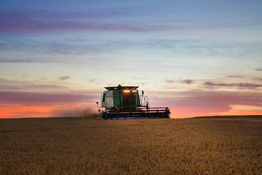 Summer Evening Harvest