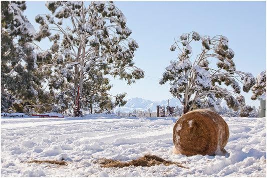 North Canterbury Farm Winter landscape