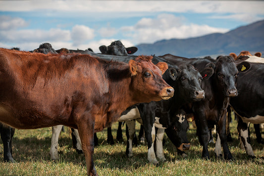 Young Heifers on the Canterbury Plains, New Zealand